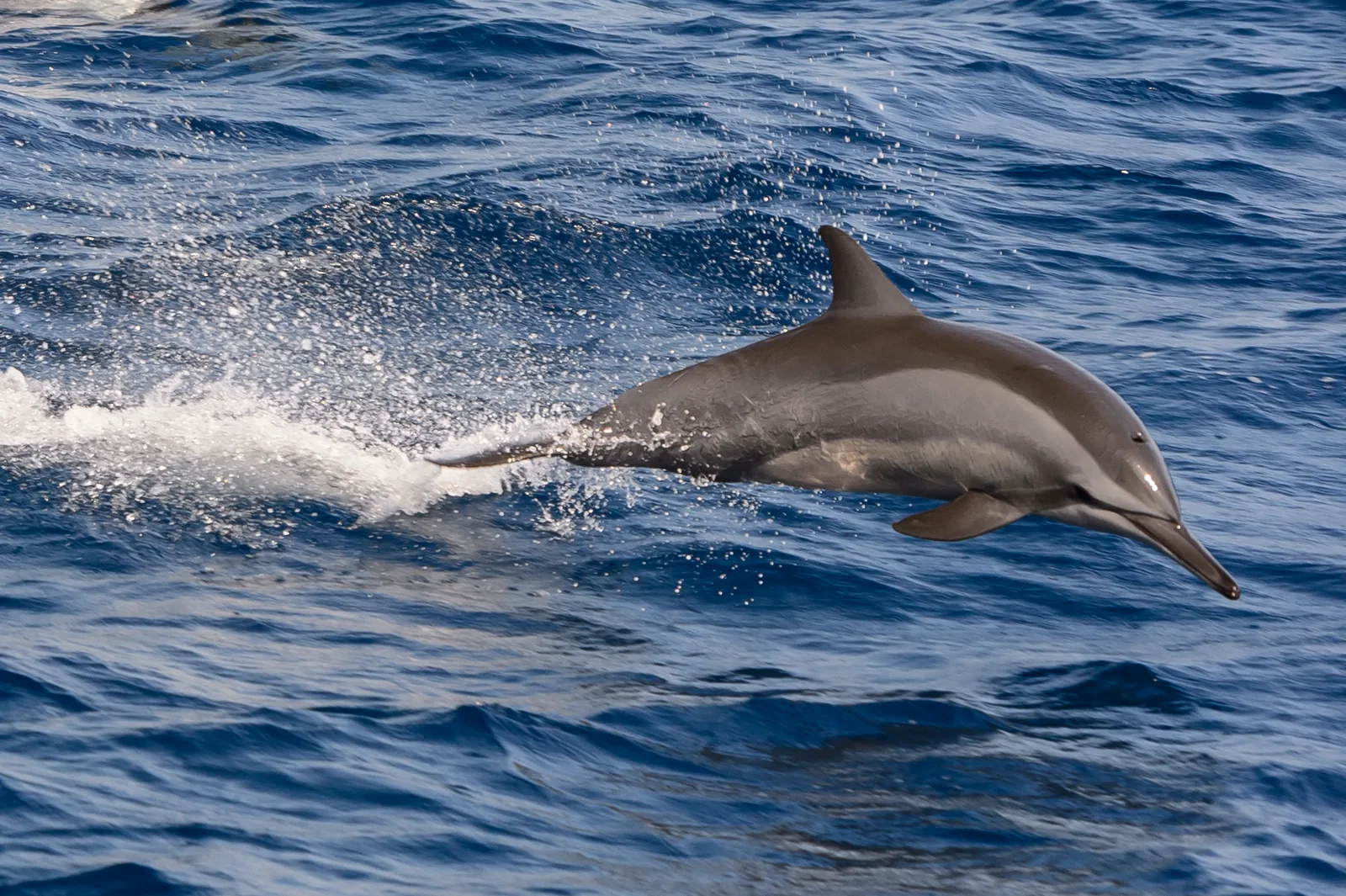 A dolphin leaping clear of a deep blue sea, trailing spray.
